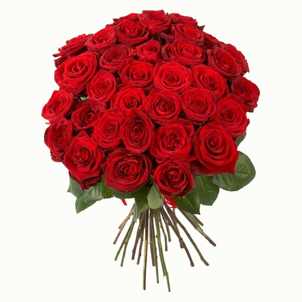 Rudé růže Red Naomi Brno Rudé růže Red Naomi